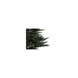 Grandis Fir Tree Green 8ft 240cm (681453)