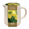 Taylors Narcissi Jug