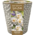 Taylors Indoor Narcissi Ceramic Planter (AP64)