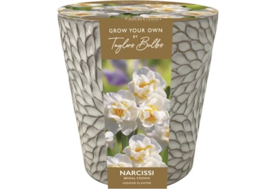 Taylors Indoor Narcissi Ceramic Planter (AP64)