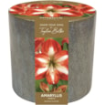 Taylors Ceramic Amaryllis Planter (AP71)