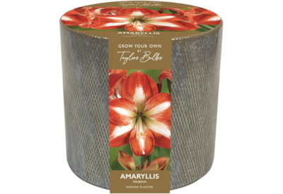 Taylors Ceramic Amaryllis Planter (AP71)