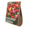 Taylors Tulip Perennial Mixed 15's (AV310)