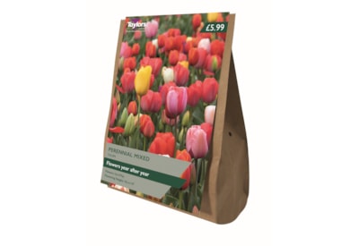 Taylors Tulip Perennial Mixed 15's (AV310)