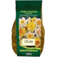 Taylors Narcissus Mix 1.5kg (DC60)