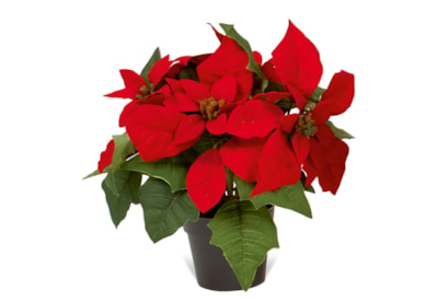 Premier Red Potted Poinsettia 27cm (DF135112R)