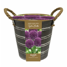 Taylors Metal Bucket Allium (EB150)