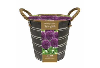 Taylors Metal Bucket Allium (EB150)