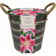 Taylors Metal Bucket & Dahlia (EB29)