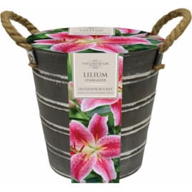 Taylors Metal Bucket & Dahlia (EB29)