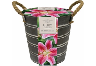 Taylors Metal Bucket & Dahlia (EB29)