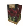 Taylors Amaryllis Gift Black Pearl (AP75B)