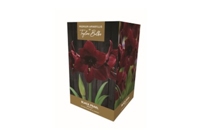 Taylors Amaryllis Gift Black Pearl (AP75B)