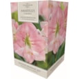 Taylors Amaryllis Kit Flamingo (AP84D)