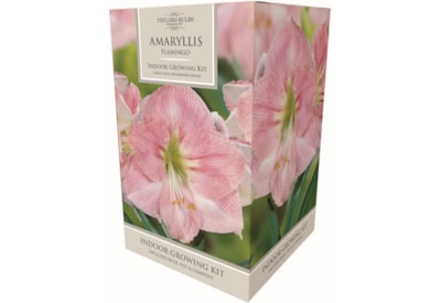 Taylors Amaryllis Kit Flamingo (AP84D)