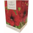 Taylors Amaryllis Kit Red Velvet (AP84B)