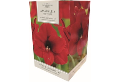 Taylors Amaryllis Kit Red Velvet (AP84B)