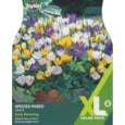 Taylors Crocus Species Mixed 60s (XL678)