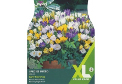 Taylors Crocus Species Mixed 60s (XL678)