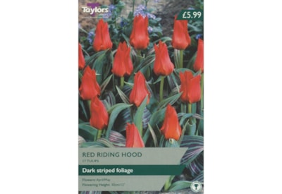 Taylors Red Riding Hood Tulips 25s (AV312)