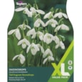 Taylors Snowdrops 25s (XL762)