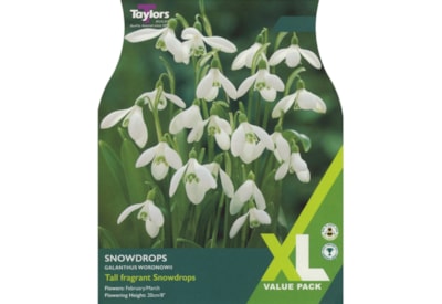 Taylors Snowdrops 25s (XL762)