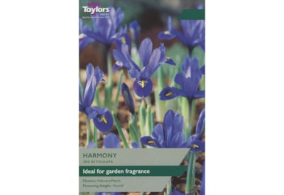 Taylors Iris Dwarf Harmony 30's (XL789)