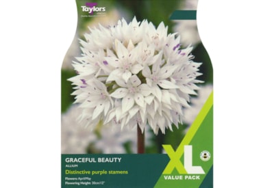 Taylors Allium Graceful Beauty x 18 (XL0083)