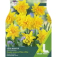 Taylors Narcissi Tete Boucle (XL257)