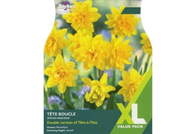 Taylors Narcissi Tete Boucle (XL257)