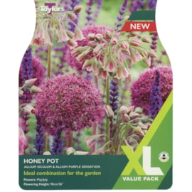 Taylors Allium Honeypot 15's (XL399)