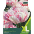 Taylors Tulip Finola 15's (XL4202)