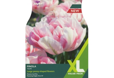 Taylors Tulip Finola 15's (XL4202)