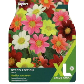 Taylors Dahlia Pot Collection 3's (XL530)