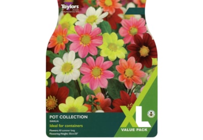 Taylors Dahlia Pot Collection 3's (XL530)