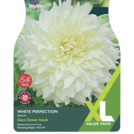 Taylors Dahlia White Perfection 2's