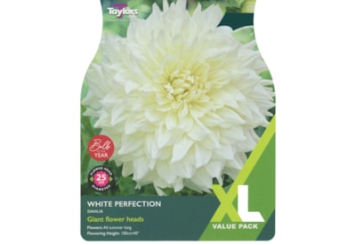 Taylors Dahlia White Perfection 2's