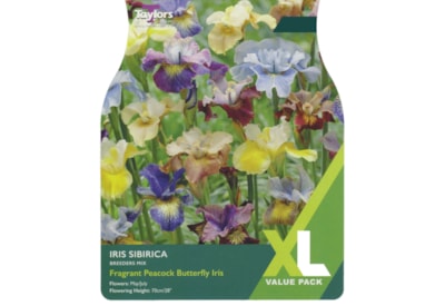 Taylors Iris Sibirica Mix (XL584)